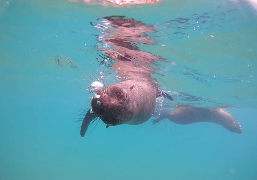 Plettenberg Bay: Swim with the Seals - Staying dry on the viewing trip