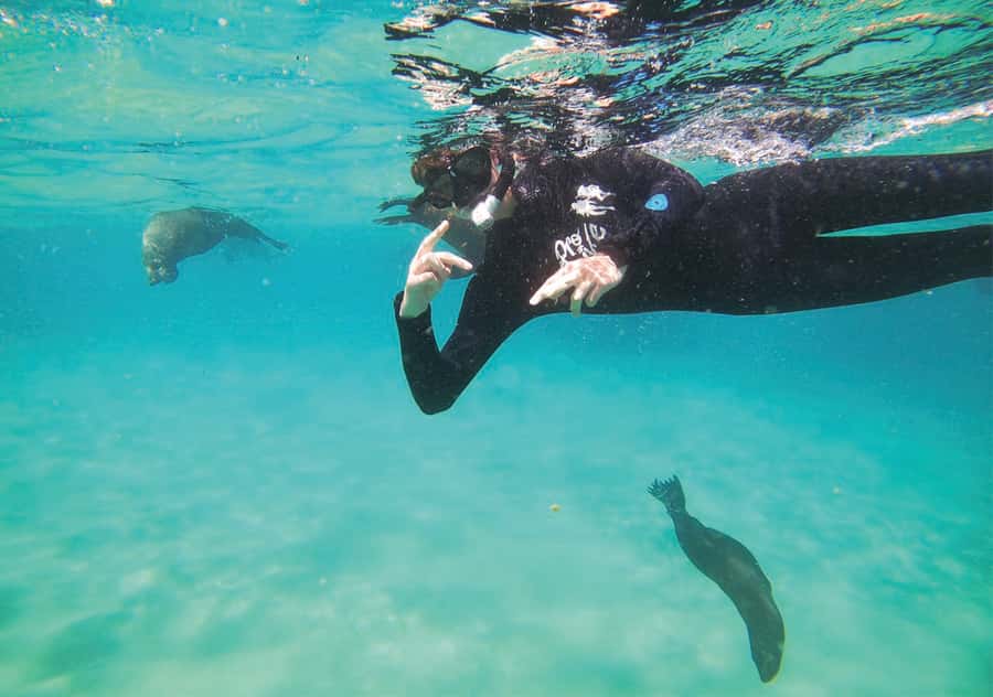 Plettenberg Bay: Swim with the Seals - What the $61 price delivers