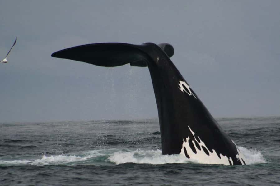 Plettenberg Bay: Whale Watching Boat Cruise - The beach launch sets the tone