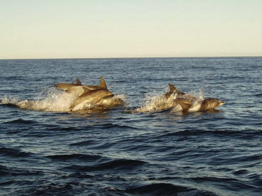 Plettenberg Bay: Whale Watching Boat Cruise - Dolphins, seals, and the wildlife between whale sightings