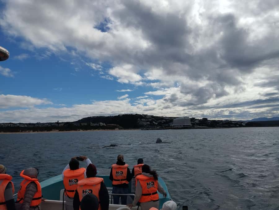 Plettenberg Bay: Whale Watching Boat Cruise - Choose the morning if your schedule allows