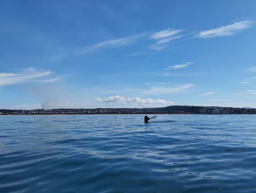 Plettenberg Bay: Whale Watching Boat Cruise - What the ride feels like in practice