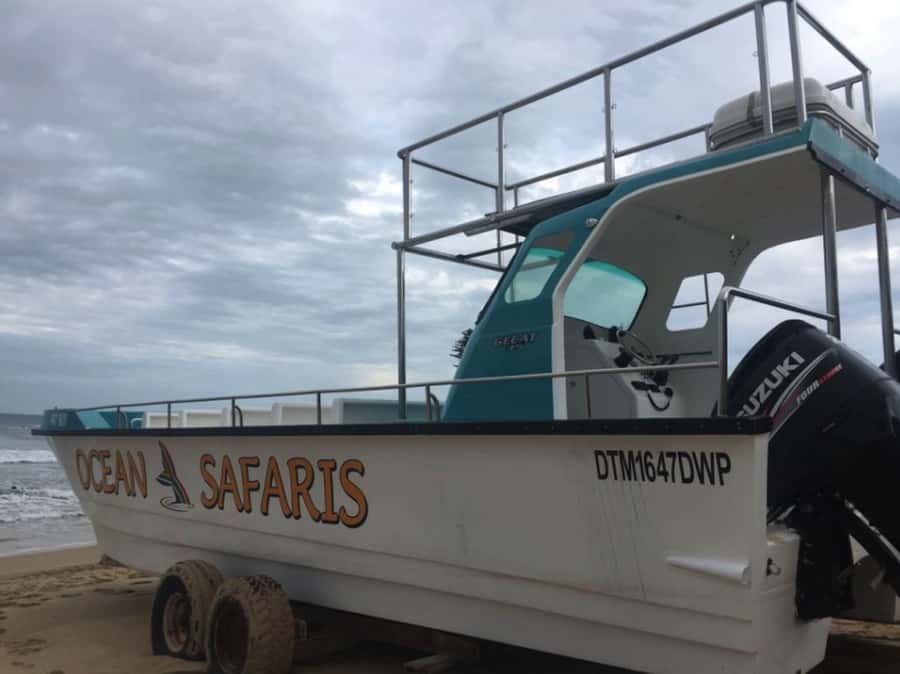 Plettenberg Bay: Whale Watching Boat Cruise - Is $49 a fair price?