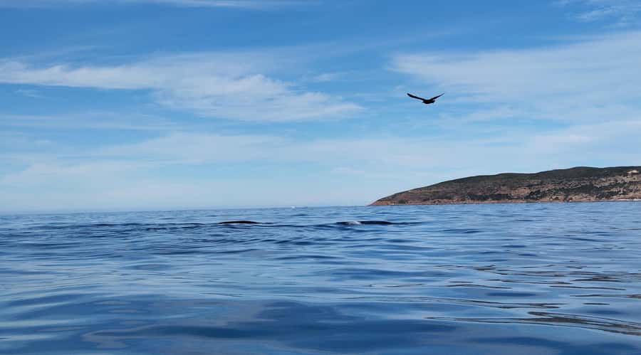 Plettenberg Bay: Whale Watching Boat Cruise - Who will enjoy this cruise most?