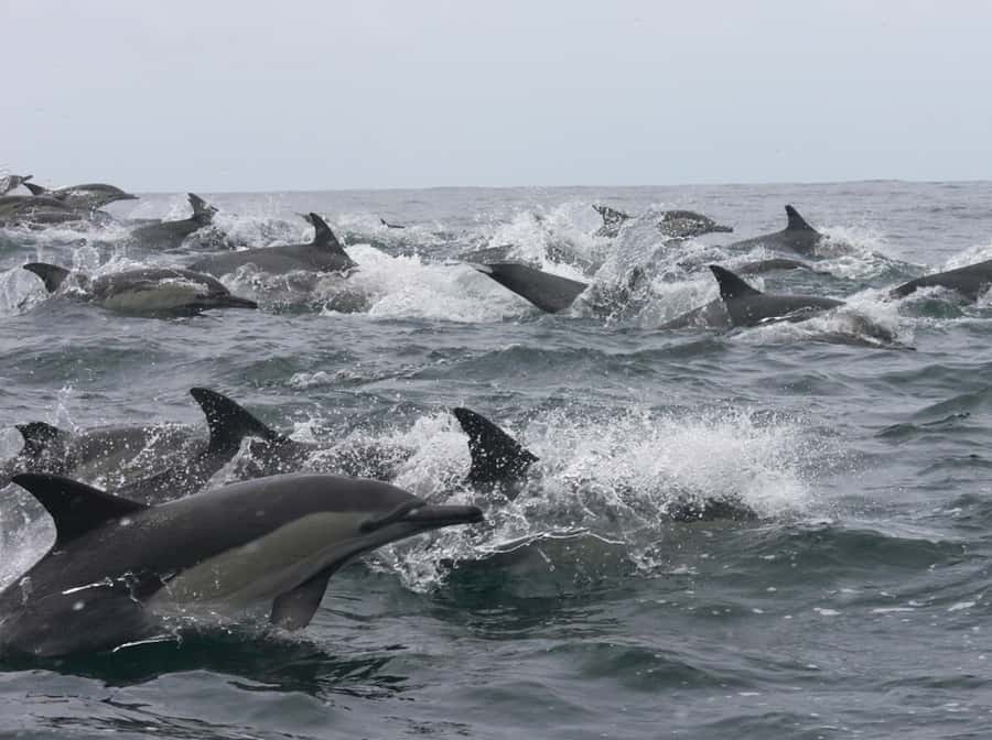 Plettenberg Bay: Whale Watching Boat Cruise - Two hours along the Plettenberg Bay coast