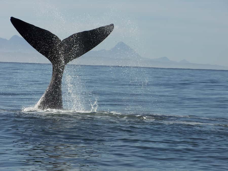 Plettenberg Bay: Whale-Watching Cruise - Key points to know before you go