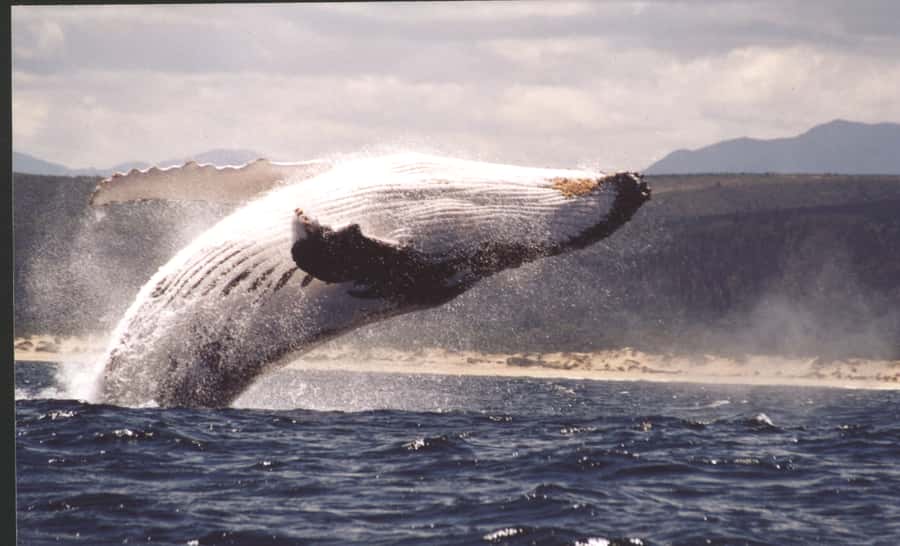 Plettenberg Bay: Whale-Watching Cruise - Starting at the Milkwood Centre in Plettenberg Bay