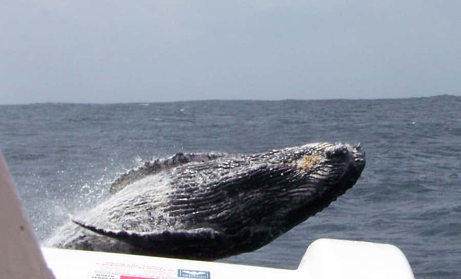 Plettenberg Bay: Whale-Watching Cruise - Two whale routes, two different kinds of search