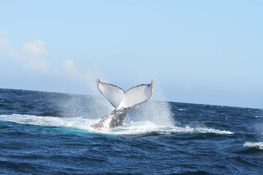 Plettenberg Bay: Whale-Watching Cruise - What a whale sighting may really look like