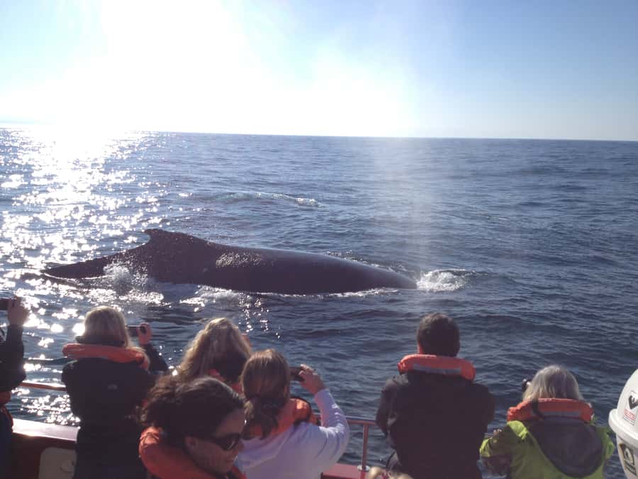 Plettenberg Bay: Whale-Watching Cruise - Dolphins, seals, and the Robberg Peninsula