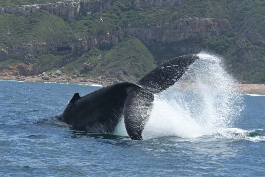 Plettenberg Bay: Whale-Watching Cruise - Listening to the guide from every seat