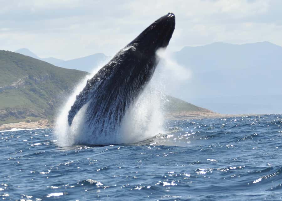 Plettenberg Bay: Whale-Watching Cruise - Safety, sea conditions, and personal comfort
