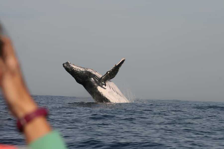 Plettenberg Bay: Whale-Watching Cruise - Who will enjoy this cruise most