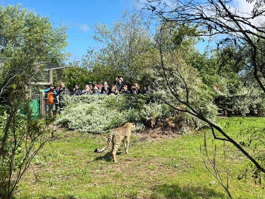Plettenberg Bay: Wild Cat and Wildlife Guided Tour - Key points to know before you go