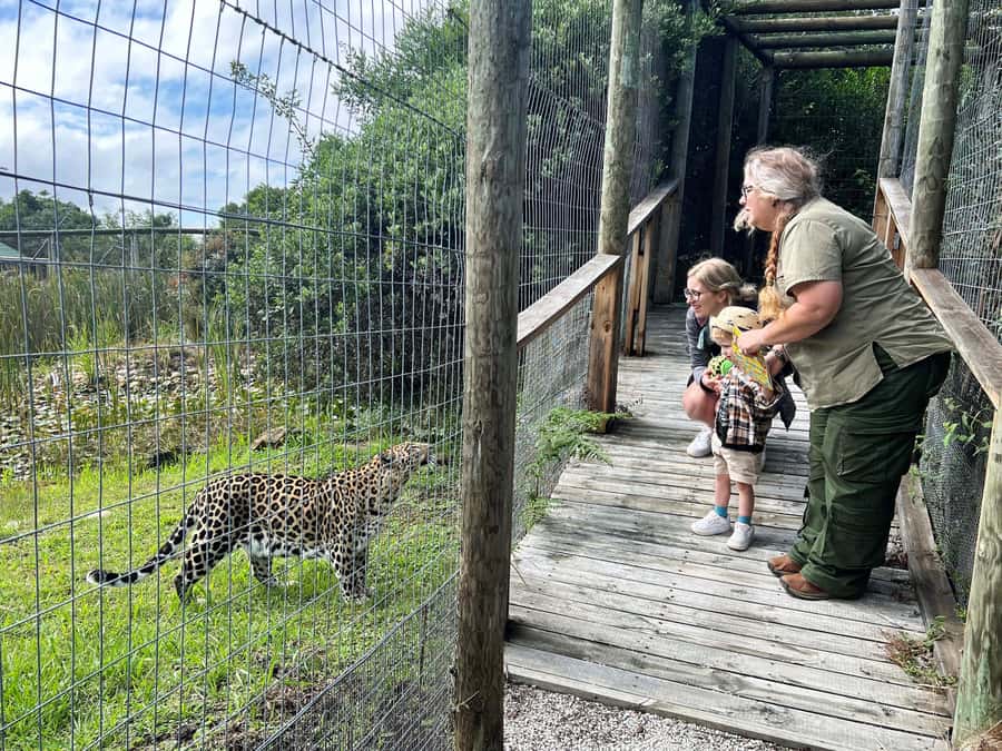 Plettenberg Bay: Wild Cat and Wildlife Guided Tour - Why Tenikwa is different from a game drive