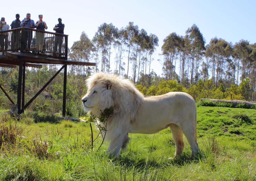 Plettenberg Bay: Wild Cat and Wildlife Guided Tour - Walking through the cat habitats