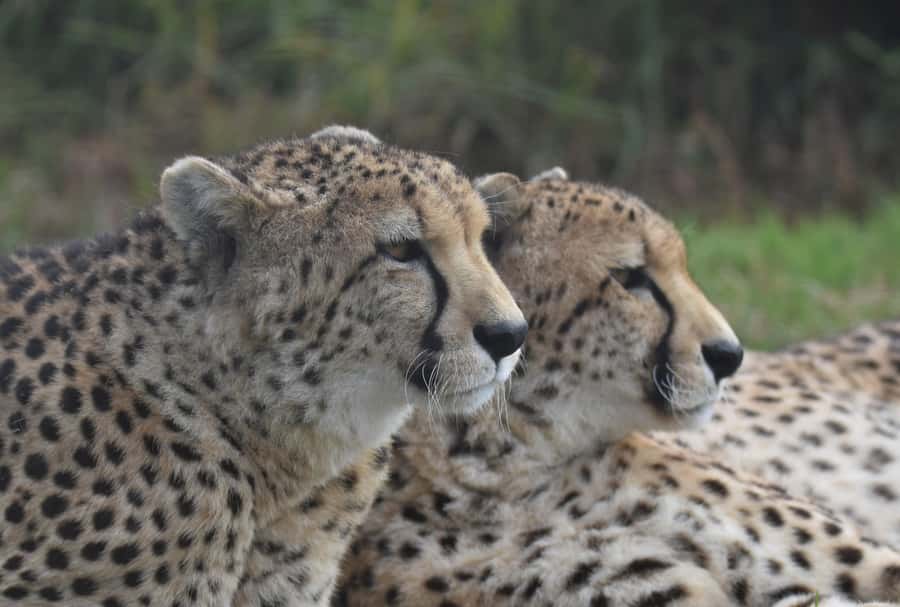Plettenberg Bay: Wild Cat and Wildlife Guided Tour - Servals, caracals, and the smaller residents