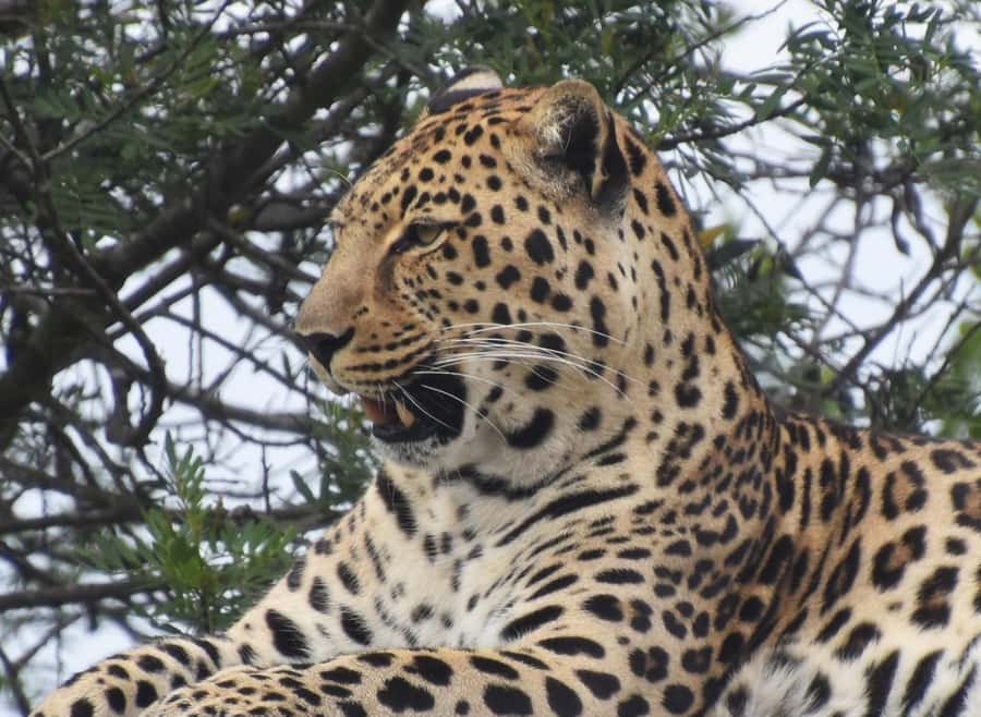 Plettenberg Bay: Wild Cat and Wildlife Guided Tour - The final 10 minutes: shop and refreshments