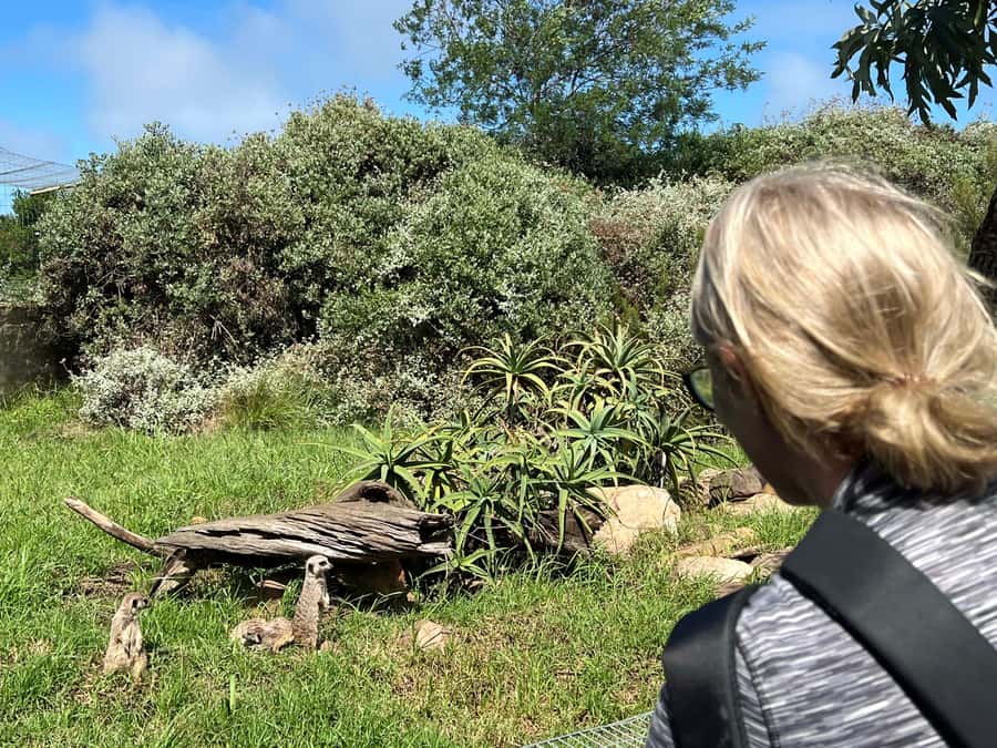 Plettenberg Bay: Wild Cat and Wildlife Guided Tour - How much value do you get for $27?