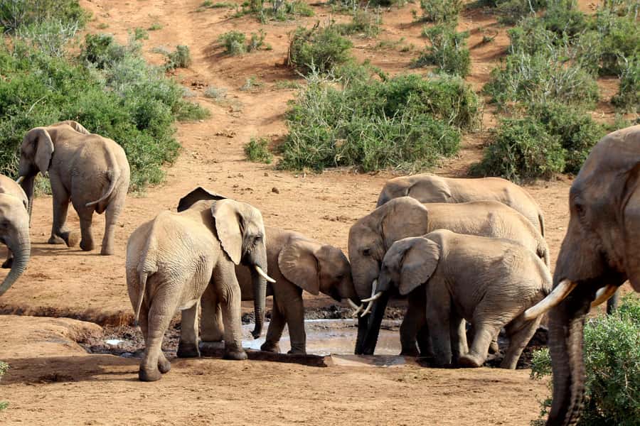 Port Elizabeth: 2-Day Addo Elephant Park Safari - The overnight stay and included meals