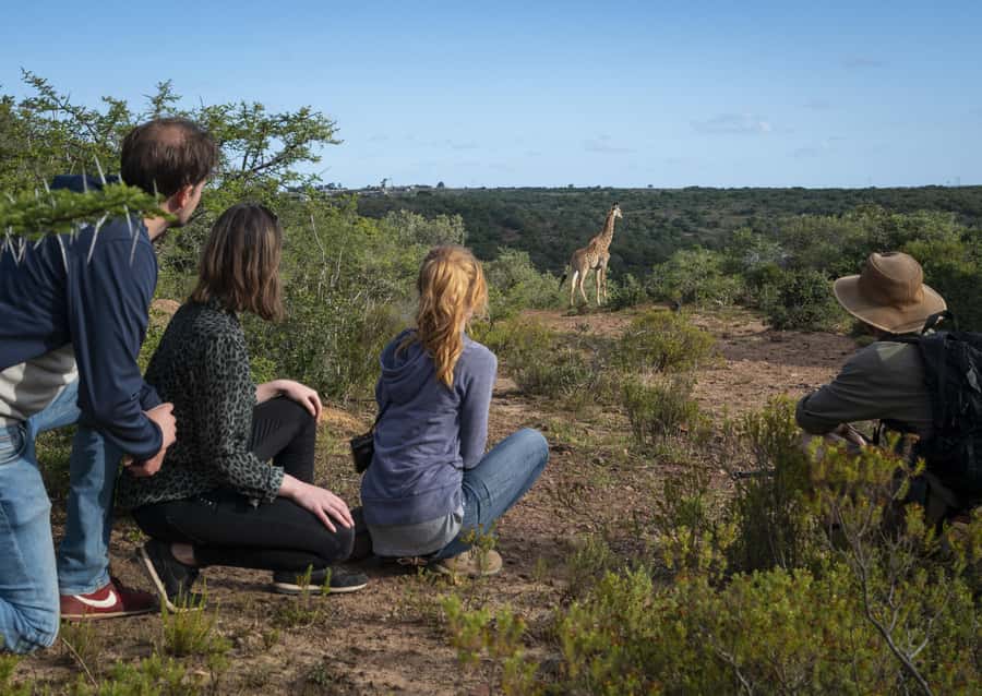 Port Elizabeth: 2-Day Addo Elephant Park Safari - Is $597 a fair price?