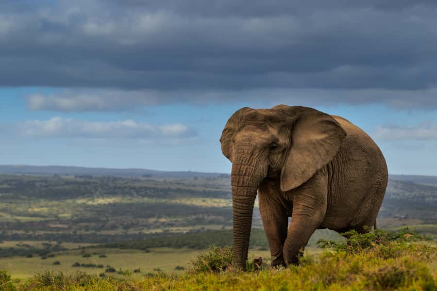 Port Elizabeth: 2-Day Addo Elephant Park Safari - Day one: a full Addo game drive