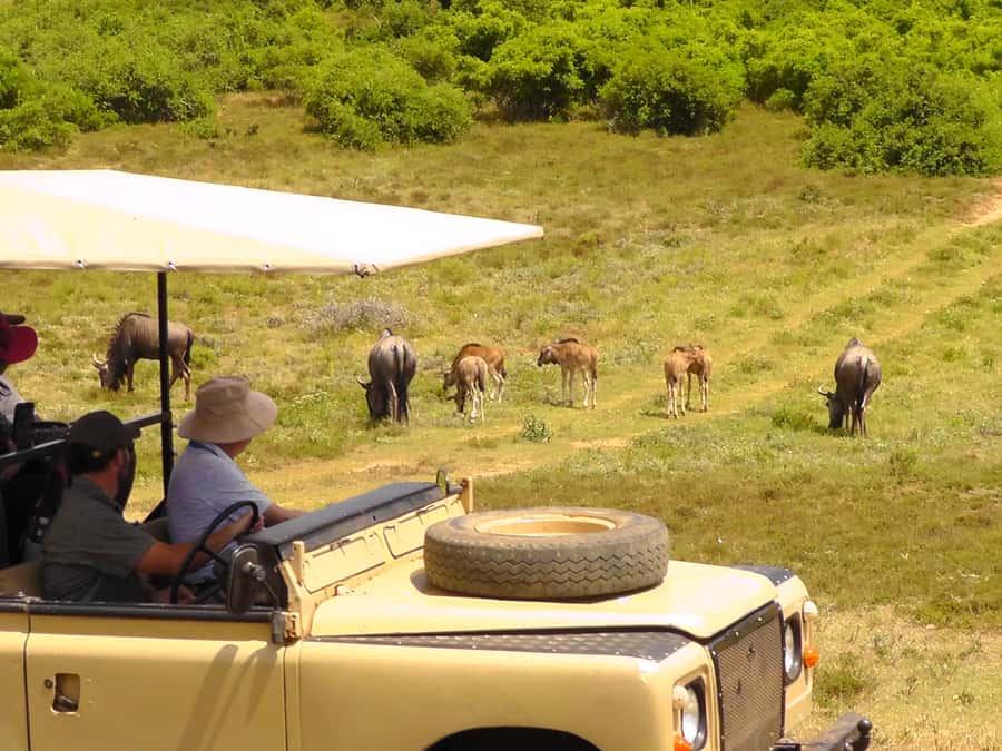 Port Elizabeth:2-Day Schotia Safaris & Addo Wildlife Reserve - Key points to know before booking