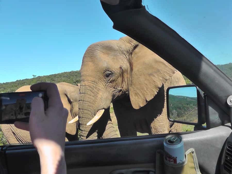 Port Elizabeth:2-Day Schotia Safaris & Addo Wildlife Reserve - Two safari reserves, one compact Eastern Cape trip