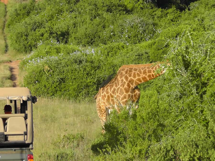 Port Elizabeth:2-Day Schotia Safaris & Addo Wildlife Reserve - A 4:30 p.m. sunset safari