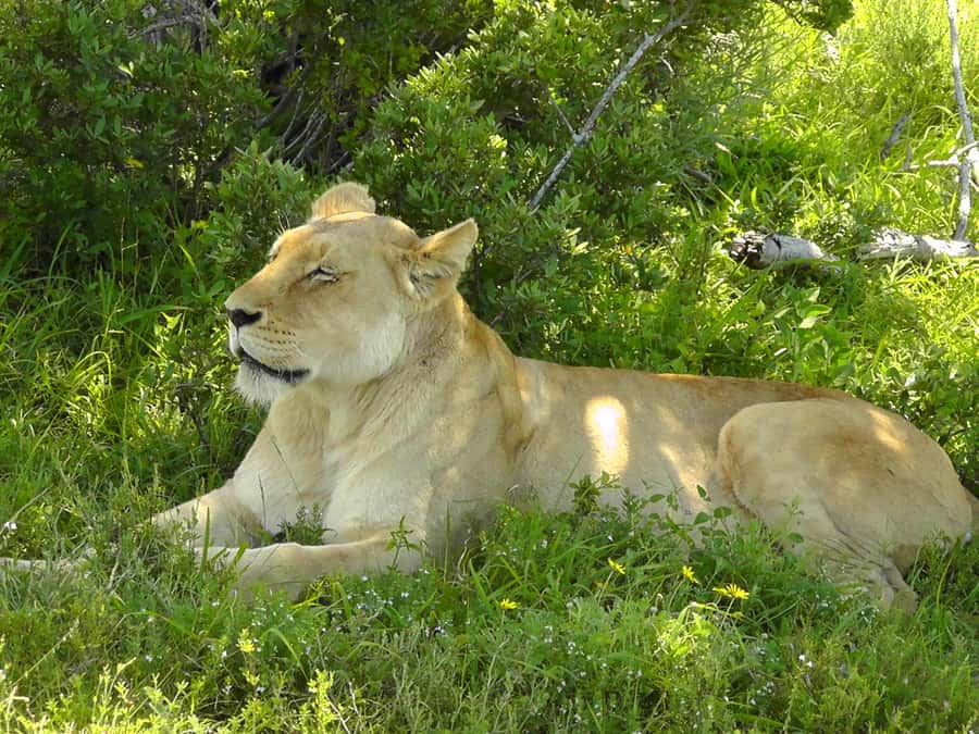Port Elizabeth:2-Day Schotia Safaris & Addo Wildlife Reserve - Bush dinner under the stars