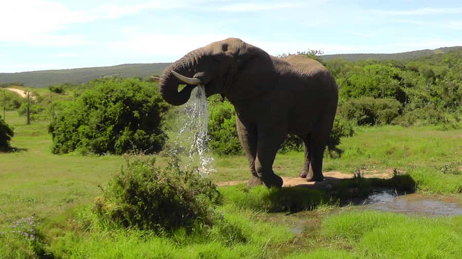 Port Elizabeth:2-Day Schotia Safaris & Addo Wildlife Reserve - The Addo to Schotia route