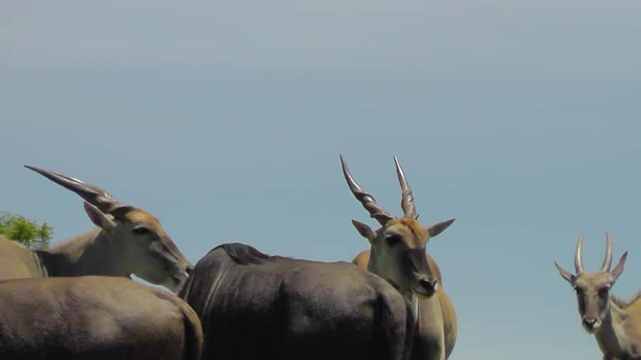 Port Elizabeth:2-Day Schotia Safaris & Addo Wildlife Reserve - A six-hour Schotia safari and lunch