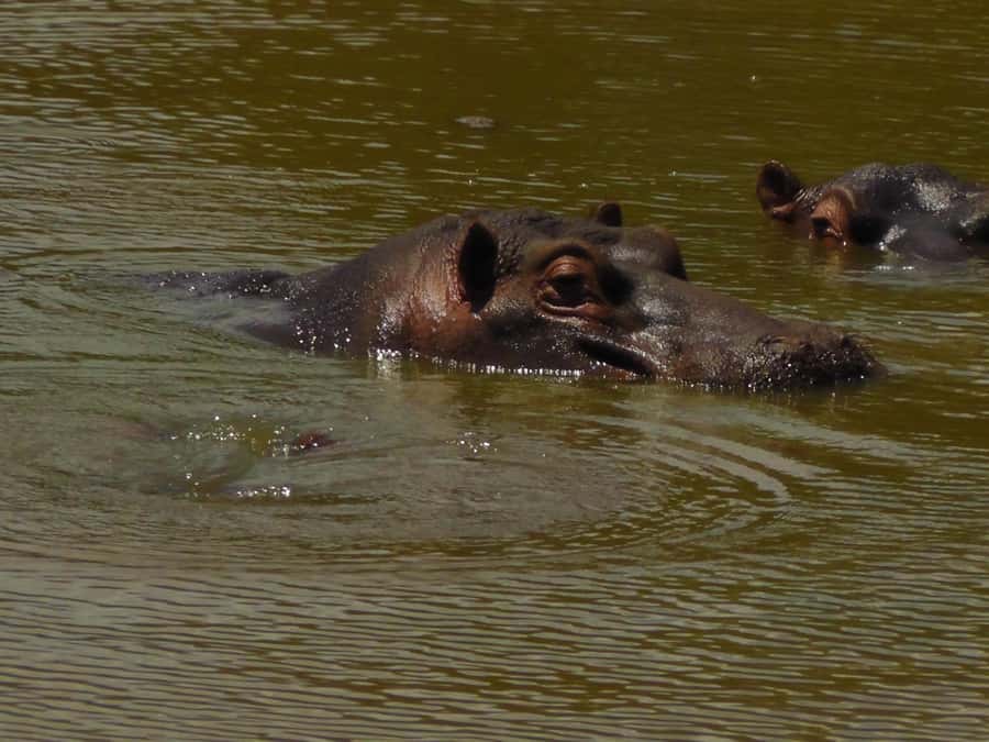 Port Elizabeth:2-Day Schotia Safaris & Addo Wildlife Reserve - What the guides add