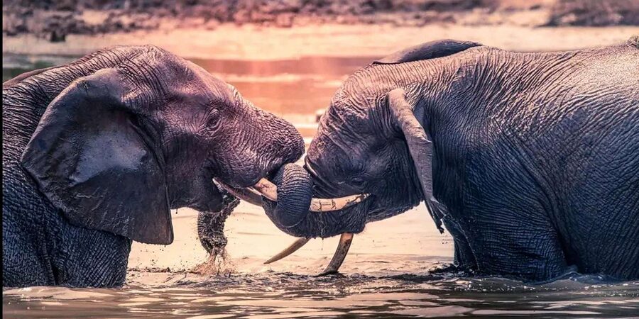 Port Elizabeth: 3-Day Addo Elephant National Park Safari - Should you book it?