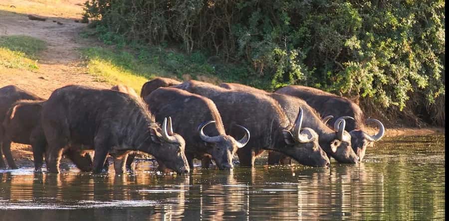 Port Elizabeth: 3-Day Addo Elephant National Park Safari - The elephant or giraffe walk