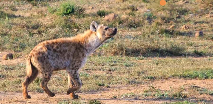 Port Elizabeth: 3-Day Addo Elephant National Park Safari - Sunset and Big Five possibilities at Schotia