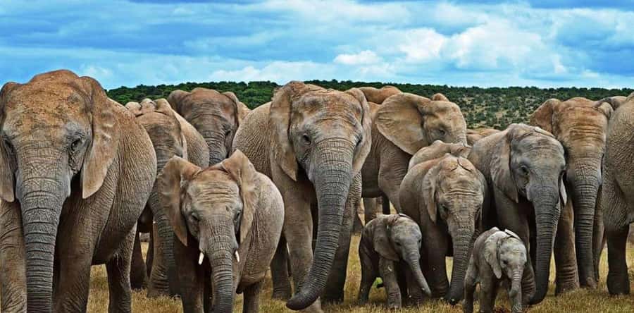 Port Elizabeth: 3-Day Addo Elephant National Park Safari - What the high ratings point to