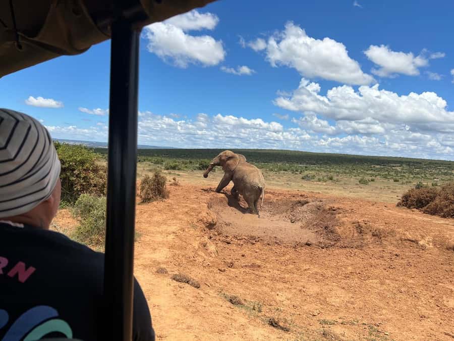 Port Elizabeth: 3-Day Addo Elephant National Park Safari - A full seven hours inside Addo Elephant National Park