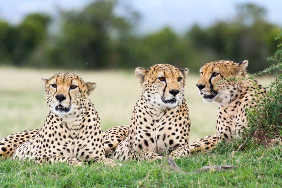 Port Elizabeth: 4x4 Wildlife Safari & City Sightseeing Tour - Key points to know before you book
