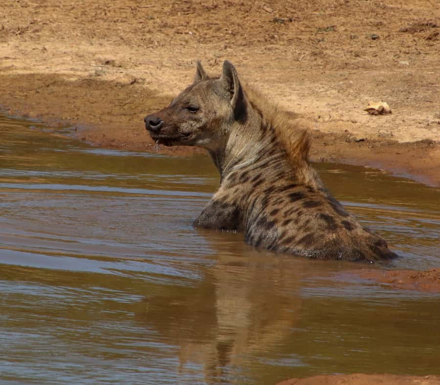 Port Elizabeth: Addo Elephant Park All-Inclusive Day Safari - Why Addo works so well as a day trip from Port Elizabeth