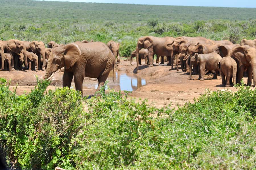 Port Elizabeth: Addo Elephant Park All-Inclusive Day Safari - What the enclosed vehicle means for your safari