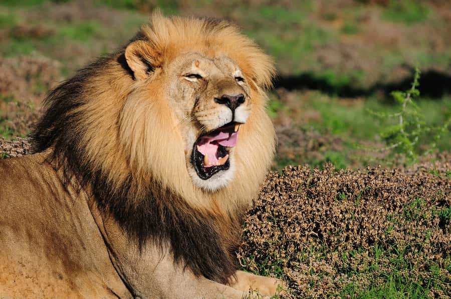 Port Elizabeth: Addo Elephant Park All-Inclusive Day Safari - Morning game drive: three hours among Addo’s elephants