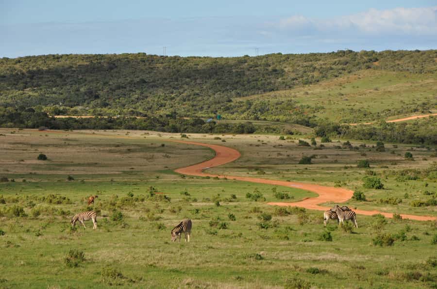 Port Elizabeth: Addo Elephant Park All-Inclusive Day Safari - Lunch inside the park, with time to slow down