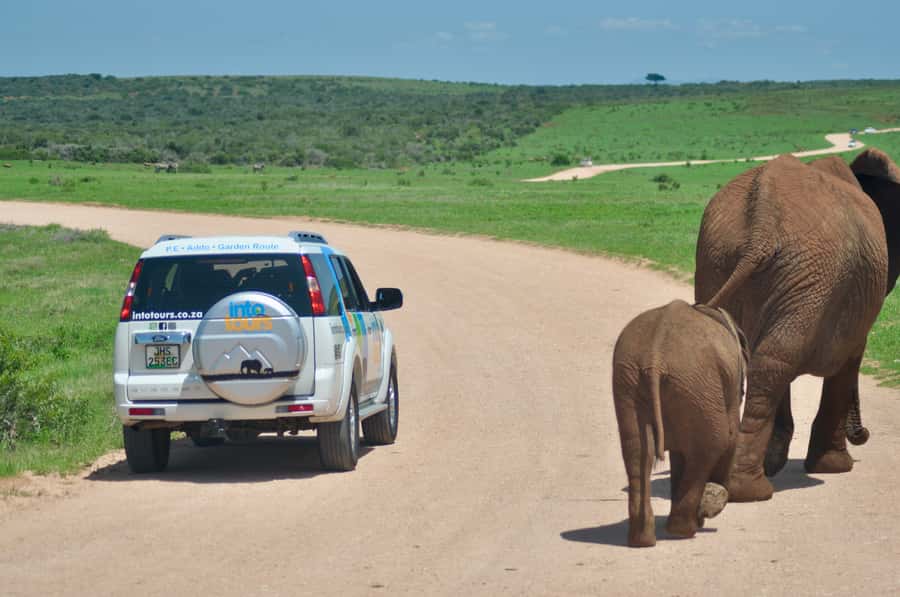 Port Elizabeth: Addo Elephant Park All-Inclusive Day Safari - Afternoon drive: a second chance when the morning is quiet