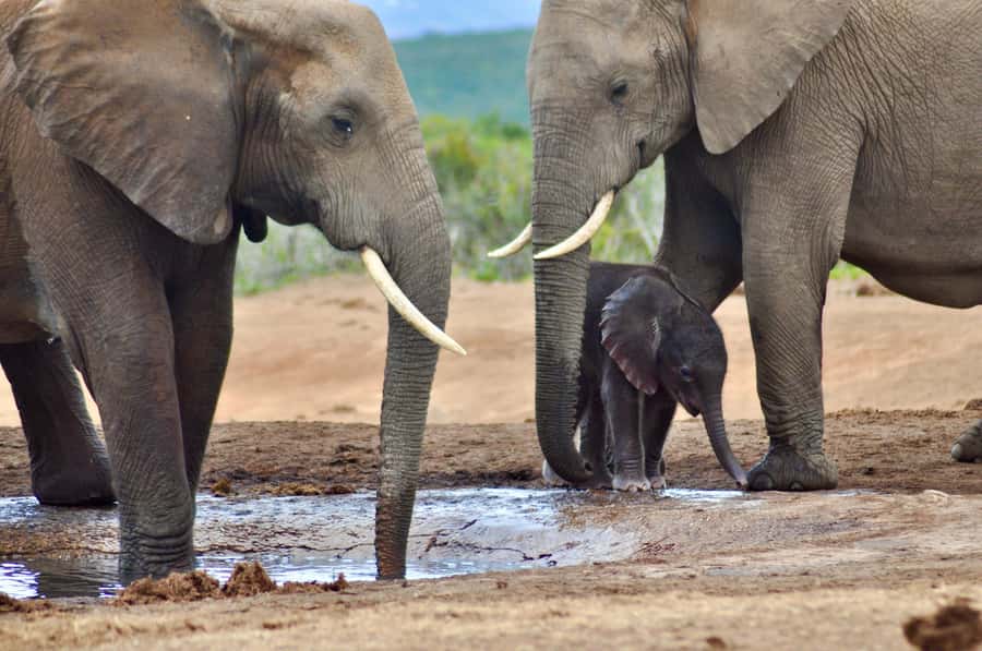 Port Elizabeth: Addo Elephant Park All-Inclusive Day Safari - The guides are the heart of the experience
