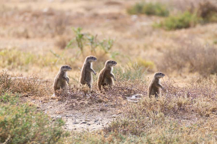 Port Elizabeth: Addo Elephant Park All-Inclusive Day Safari - Is $176 good value for a full day?