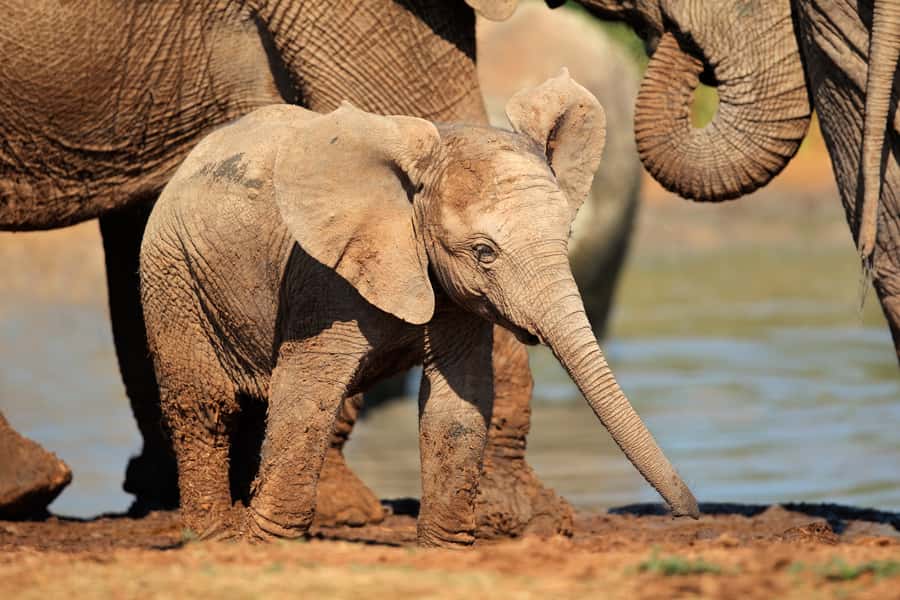 Port Elizabeth: Addo Elephant Park All-Inclusive Day Safari - Pickup from eight Port Elizabeth areas