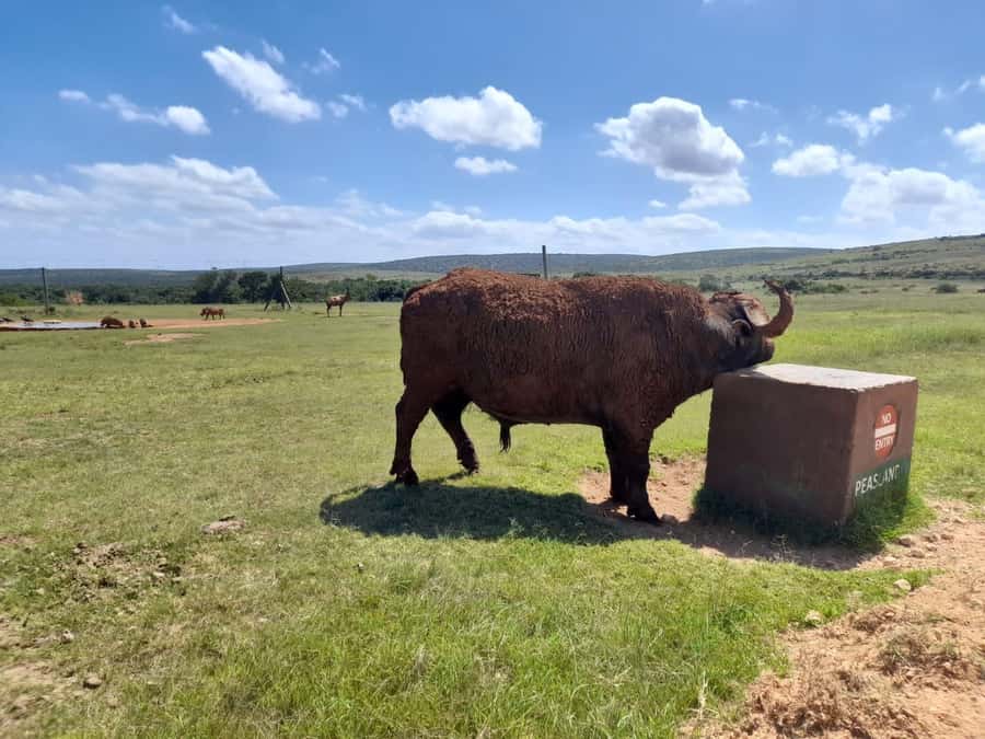 Port Elizabeth: Addo Elephant Park Shore Excursion & Safari - The first four-hour wildlife drive