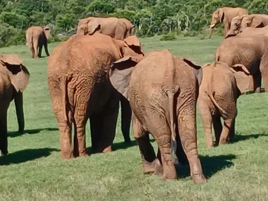 Port Elizabeth: Addo Elephant Park Shore Excursion & Safari - The second drive and the value of extra time