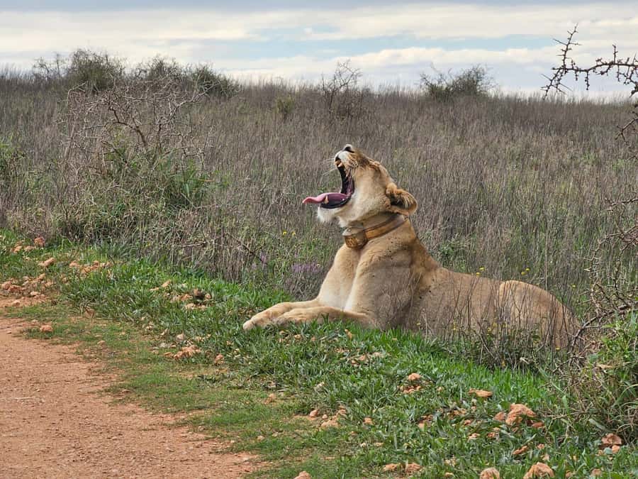 Port Elizabeth: Addo Elephant Park Shore Excursion & Safari - What $159 per person really covers